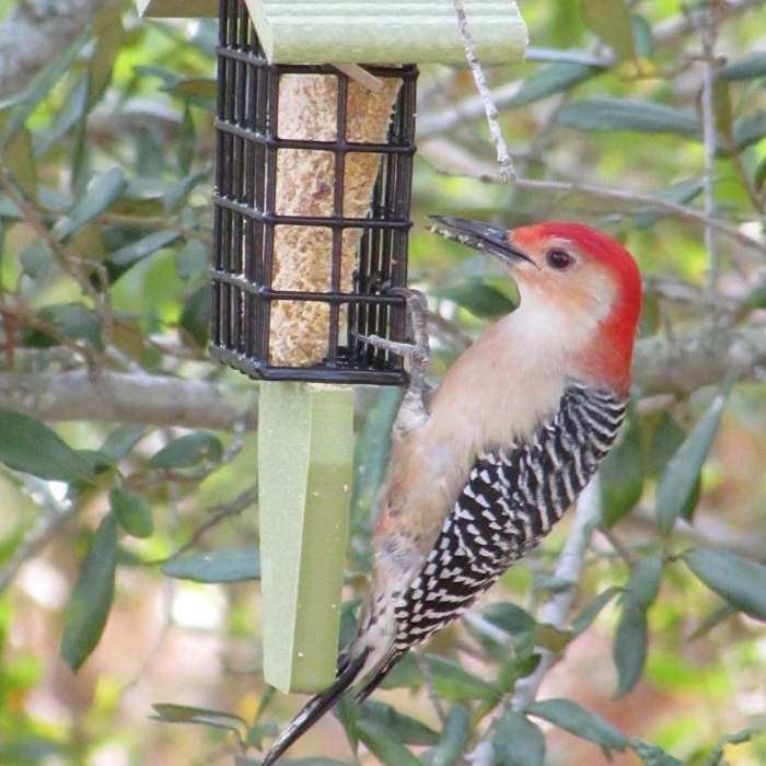 Green Solutions Recycled Tail Prop Suet Feeder